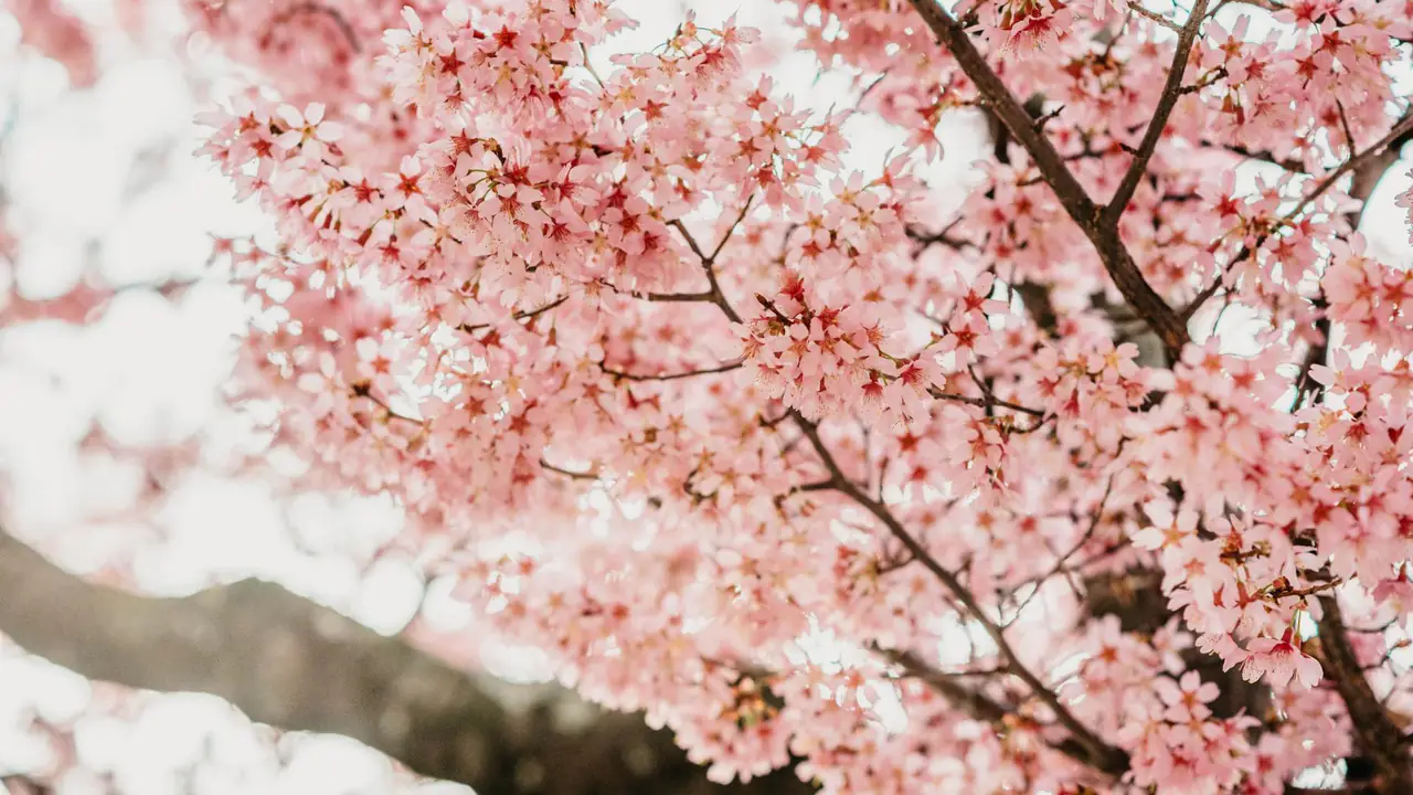 🌷🌸 Yoga In Bloom - ZOOM YOGA CLASS ONLY ☕✨